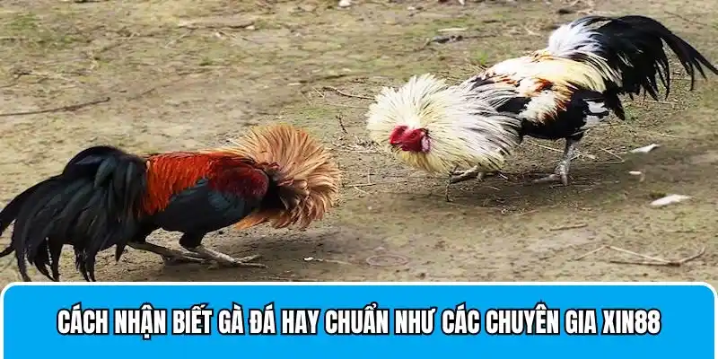 Cách Nhận Biết Gà Đá Hay Chuẩn Như Chuyên Gia Xin88